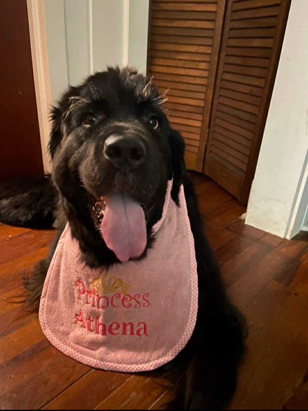 Large Breed Dog Bib: Terry Towel Slobber Bib for Newfoundland