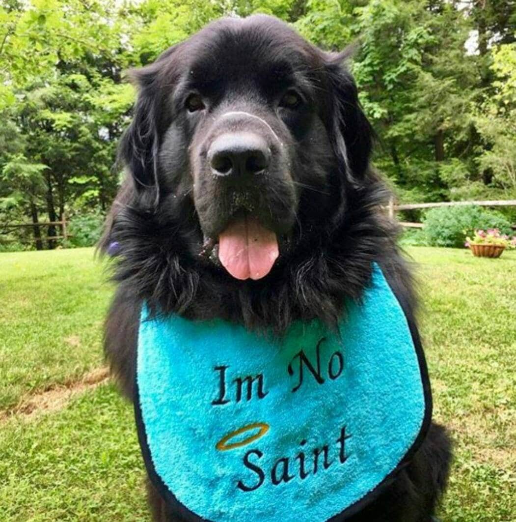 Large Breed Dog Bib: Terry Towel Slobber Bib for Newfoundland