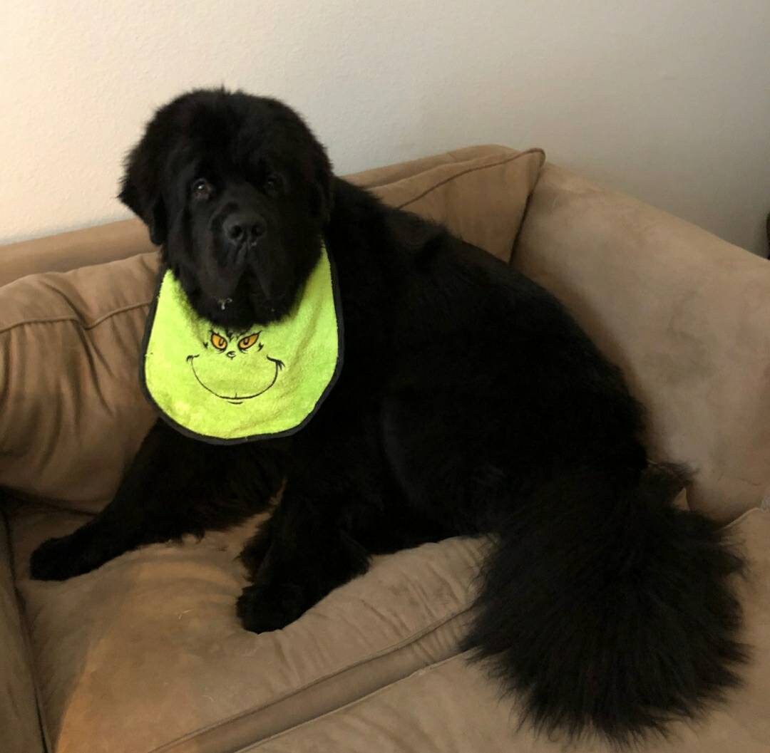 Large Dog Drool Bib: Terry Towel, Adjustable, Newfoundland Breed