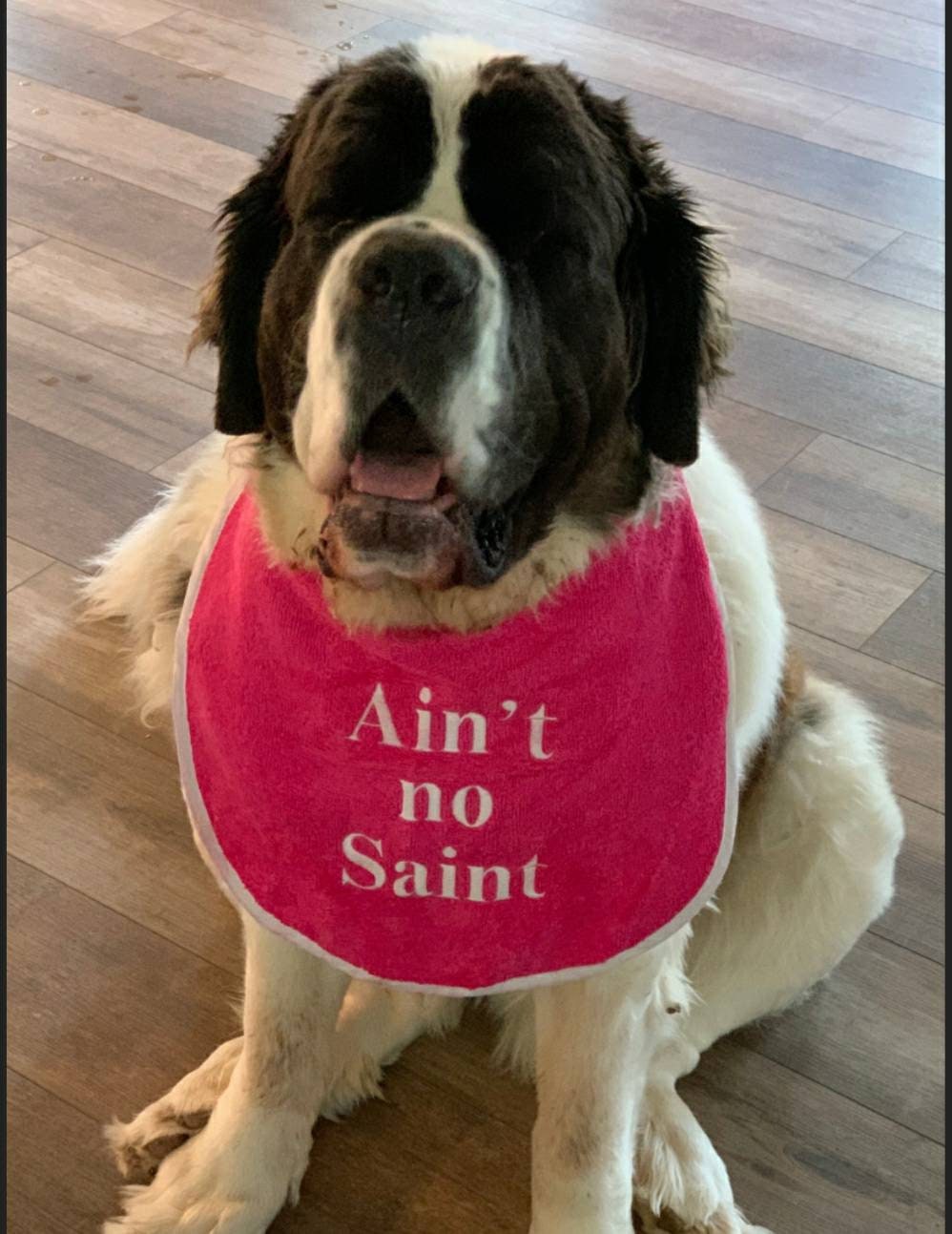 Large Breed Dog Bib: Terry Towel Slobber Bib for Newfoundland