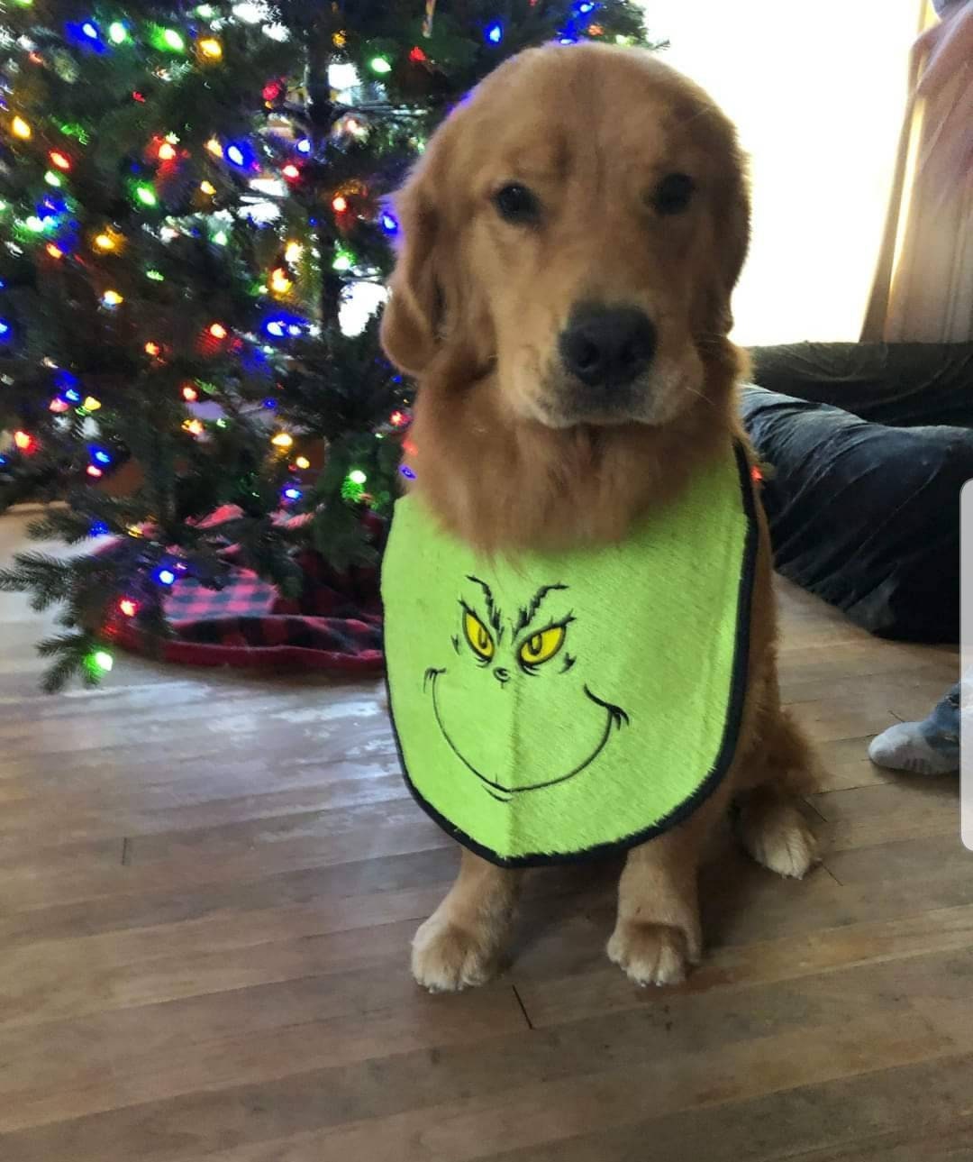 Large Dog Drool Bib: Terry Towel, Adjustable, Newfoundland Breed