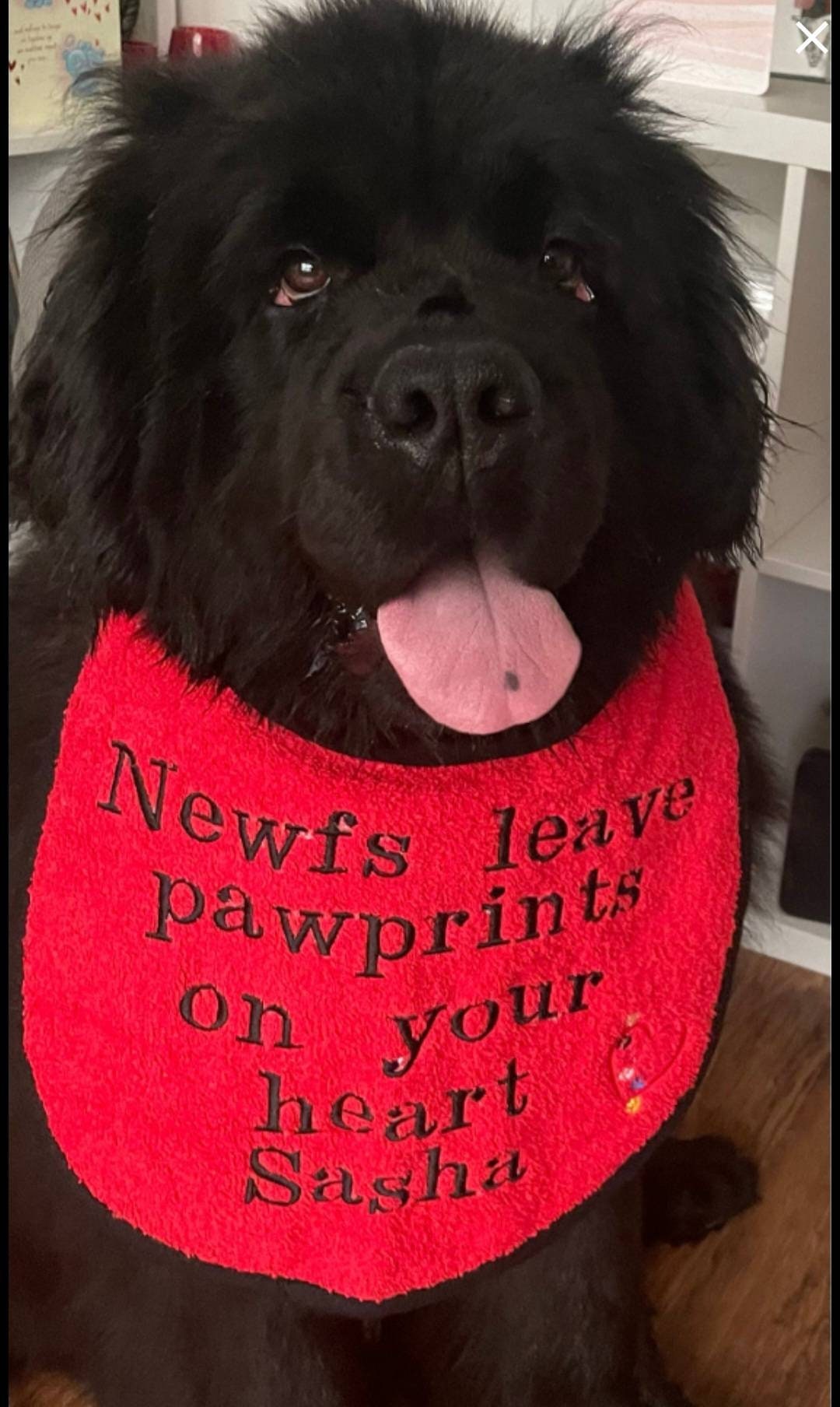 Large Breed Dog Bib: Absorbent Terry Towel, Newfoundland Drool Bib