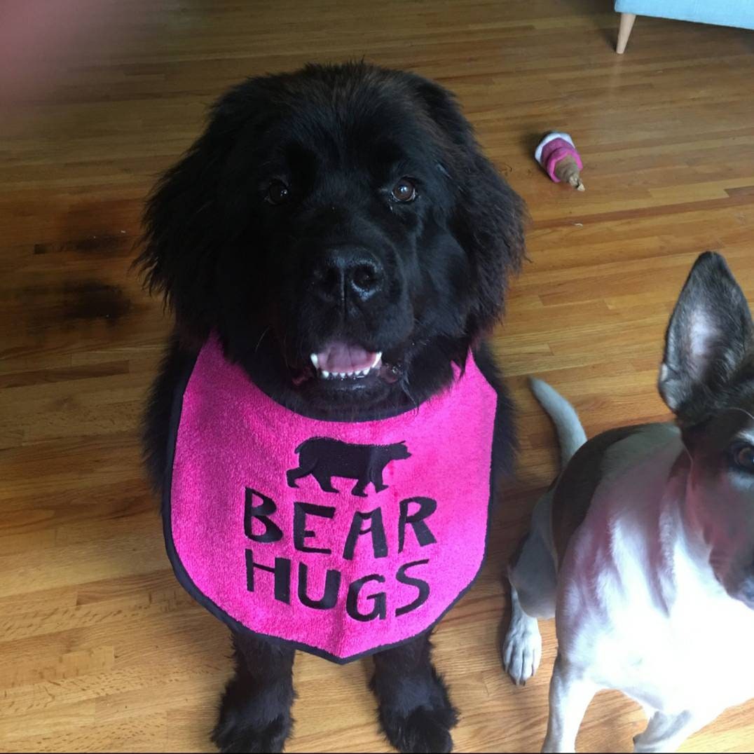 Large Breed Dog Bib: Absorbent Terry Towel, Newfoundland, St Bernard