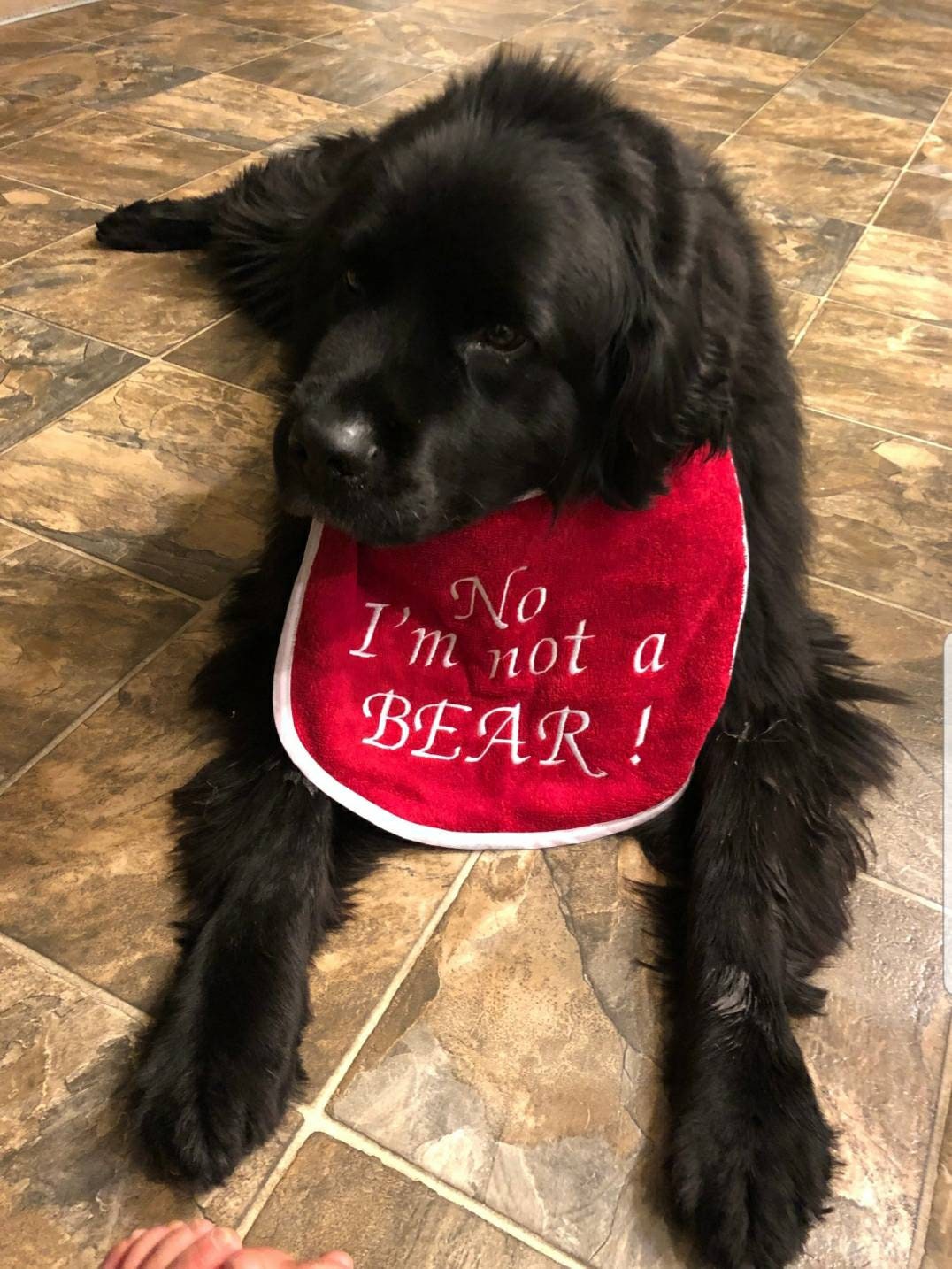 Personalized Large Dog Bib: Absorbent Terry Towel, Newfoundland Breed