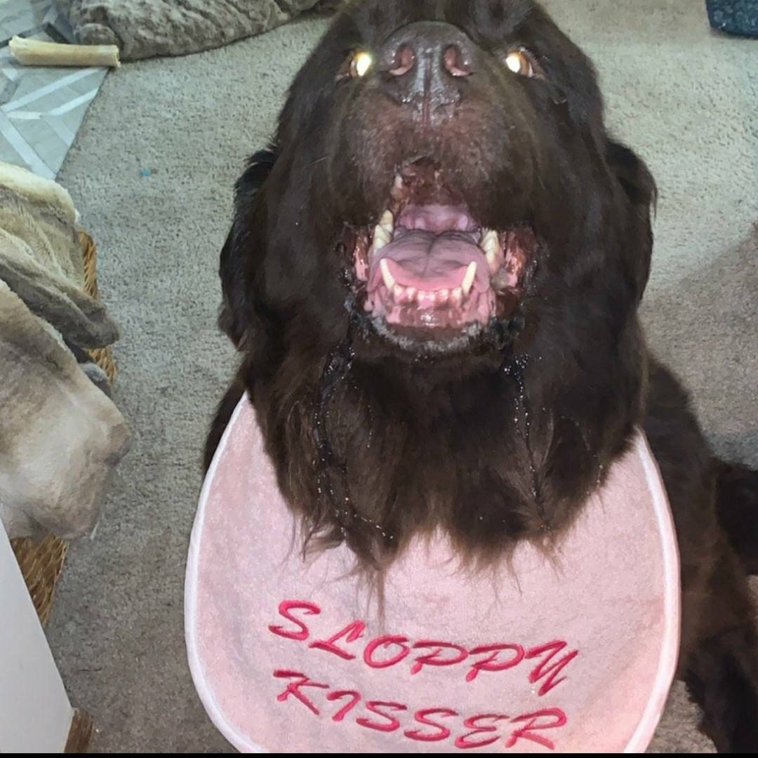 Large Breed Dog Bib: Absorbent Terry Towel, Newfoundland St Bernard