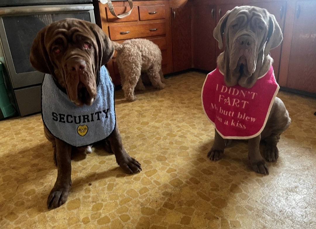 Large Breed Dog Bib: Absorbent Terry Towel, Newfoundland, Custom Option