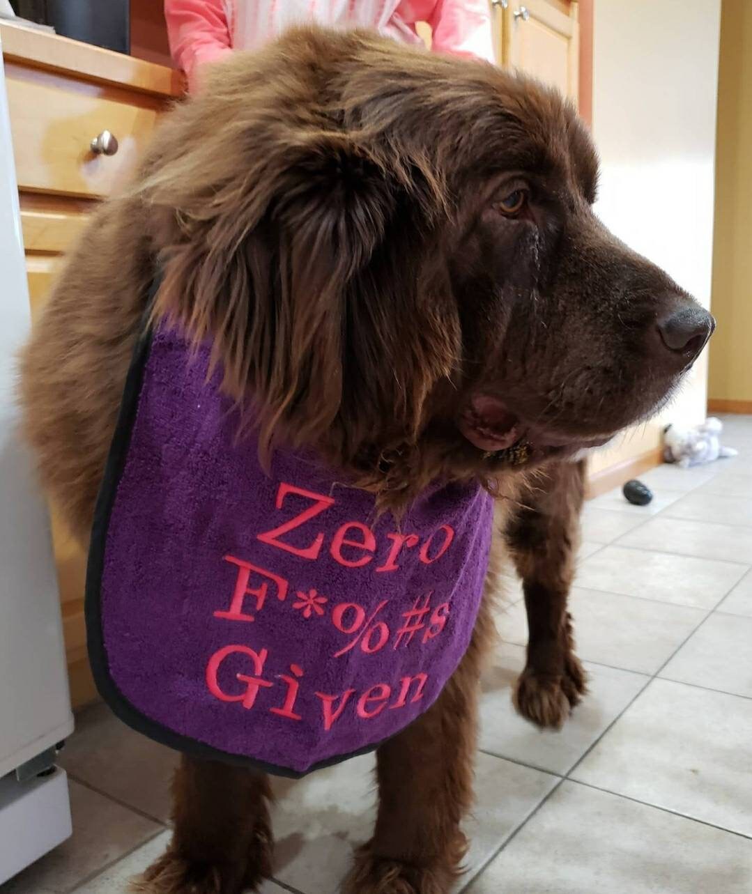 Large Breed Dog Bib: Absorbent Terry Towel, Newfoundland, Custom Name