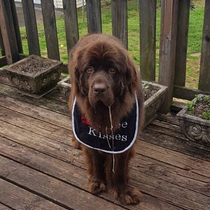 Large Dog Bib: Absorbent Terry Towel, Newfoundland Breed