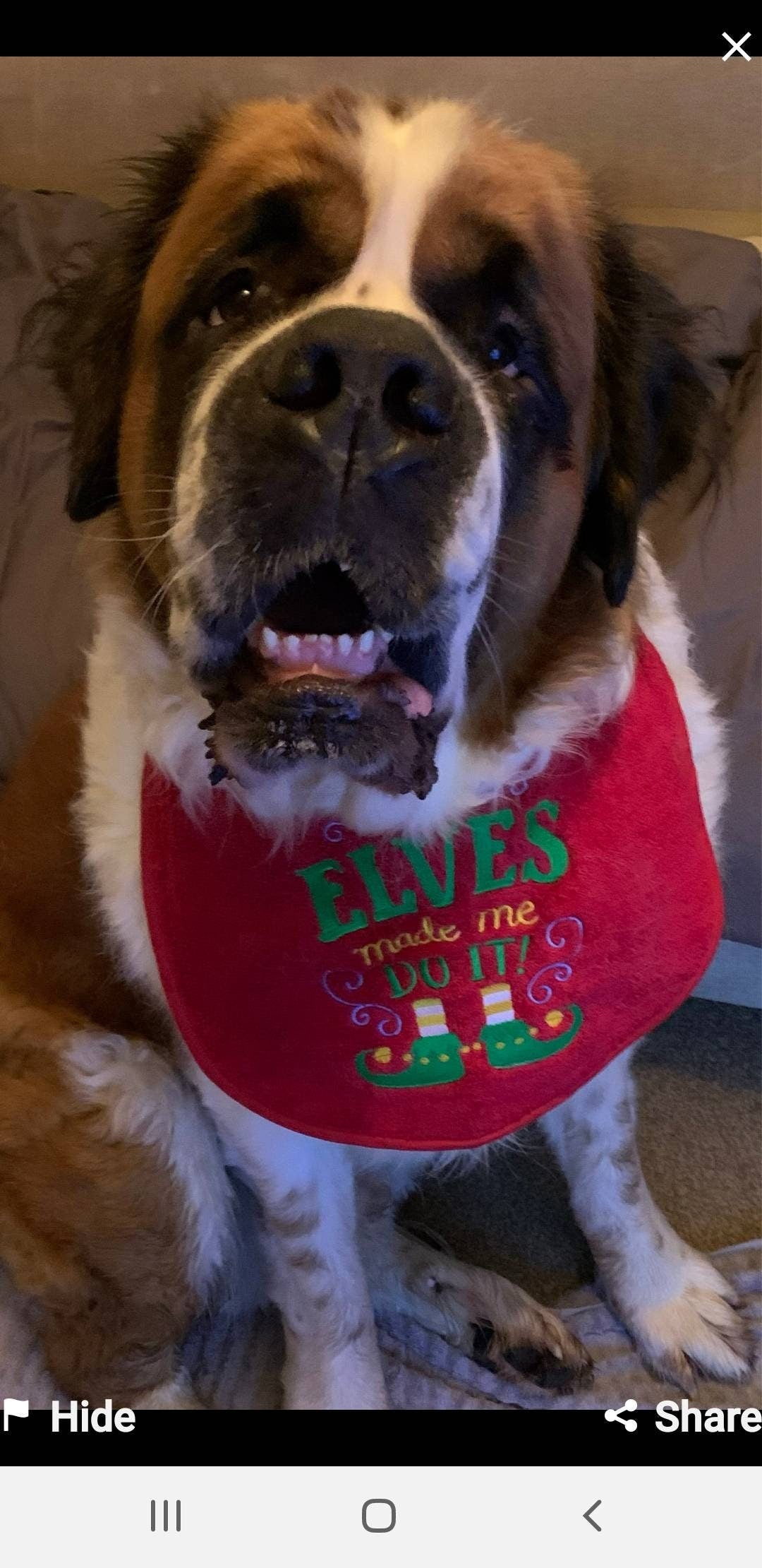 Large Breed Dog Bib: Terry Towel Drool Bib, Newfoundland, St Bernard