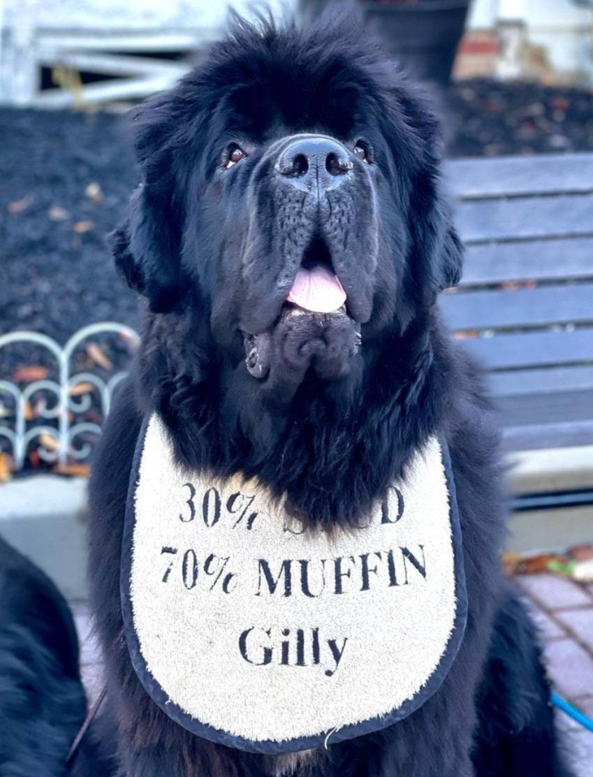 Large Breed Dog Bib: Terry Towel Slobber Bib, Newfoundland, St Bernard