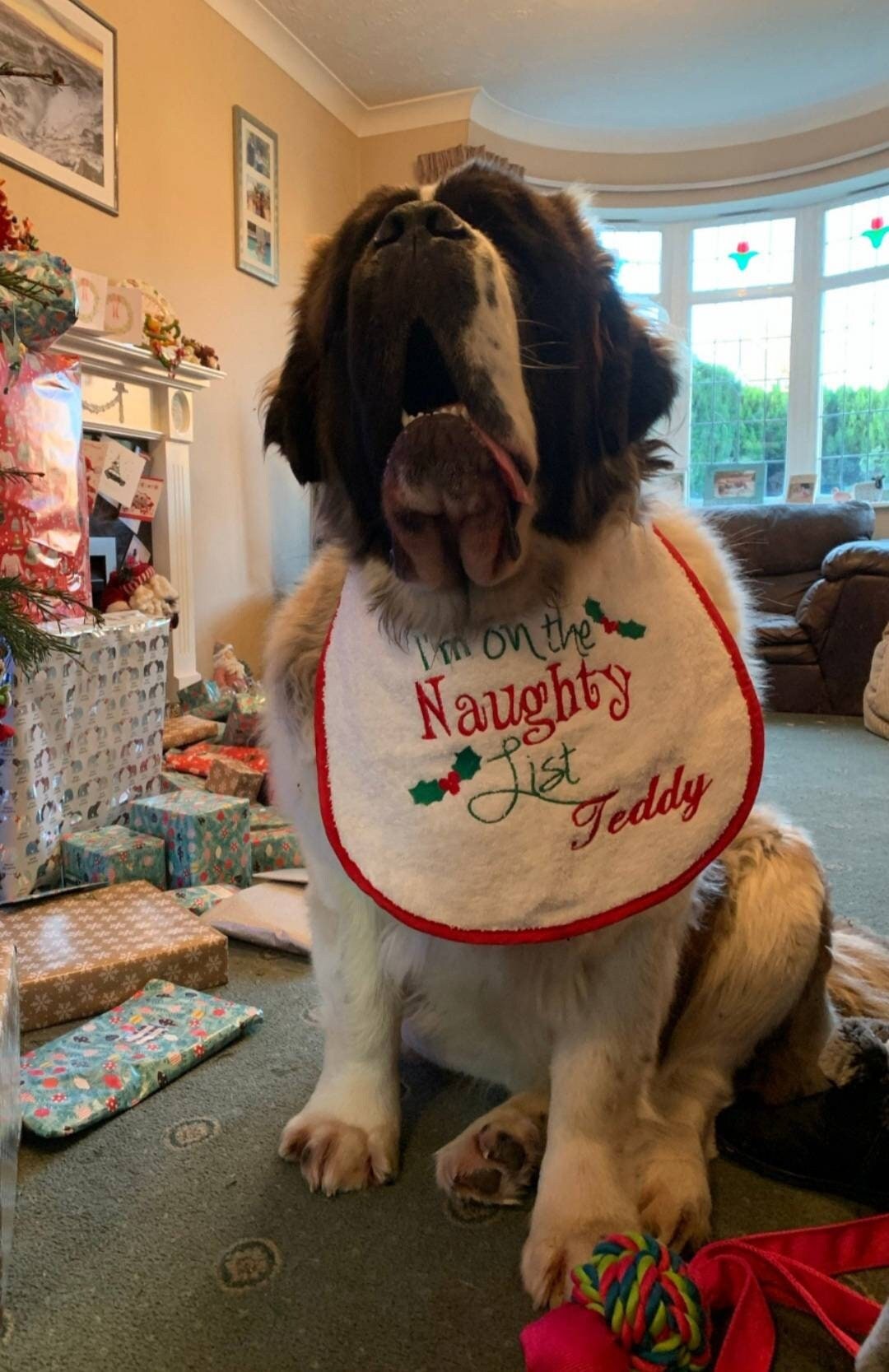 Large Breed Dog Bib: Absorbent Terry Towel, Newfoundland, St Bernard