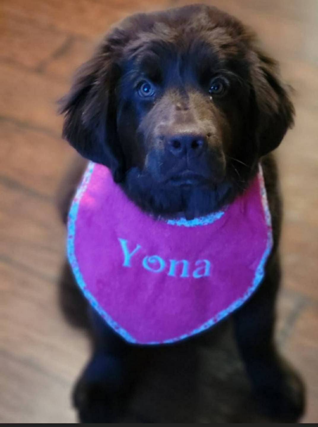 Personalized Puppy Bib: Terry Towel Drool Bib - Large Breed, UK Made