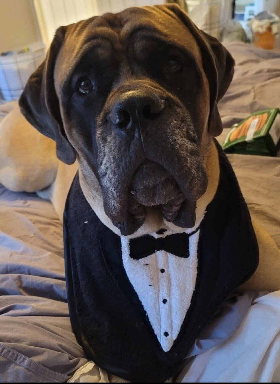 Tuxedo Dog Bib: Large Breed Drool Bib, Newfoundland St Bernard