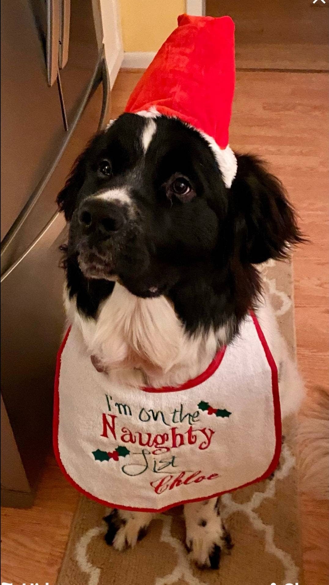 Large Breed Dog Bib: Absorbent Terry Towel, Newfoundland, St Bernard