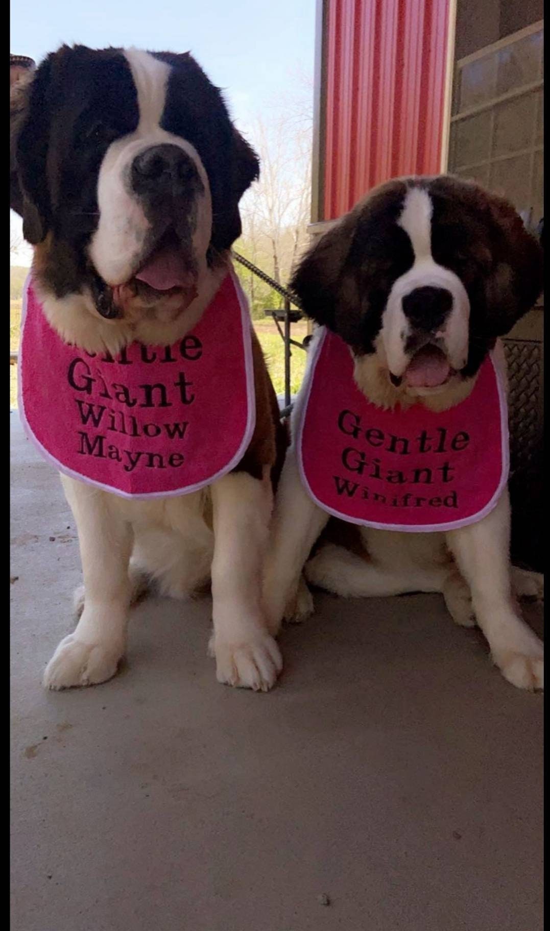 Large Breed Dog Bib: Absorbent Terry Towel, Newfoundland, St Bernard