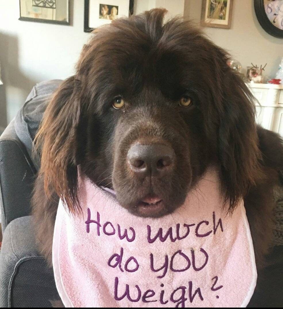 Large Breed Dog Bib: Absorbent Terry Towel, Newfoundland, St Bernard