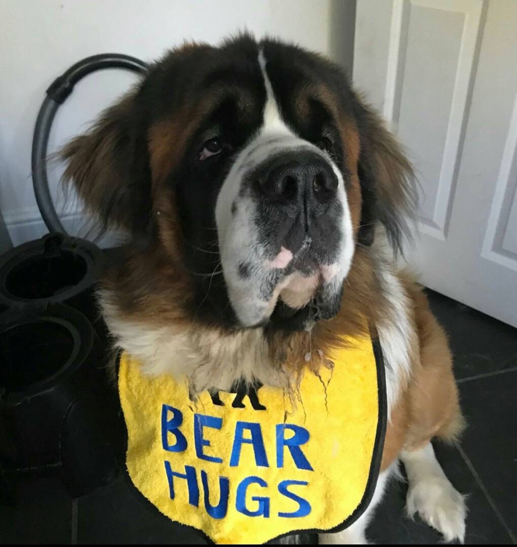 Large Breed Dog Bib: Absorbent Terry Towel, Newfoundland, St Bernard