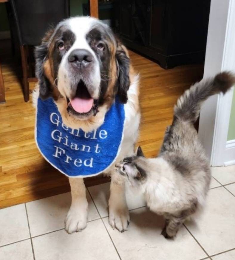Large Breed Dog Bib: Absorbent Terry Towel, Newfoundland, St Bernard