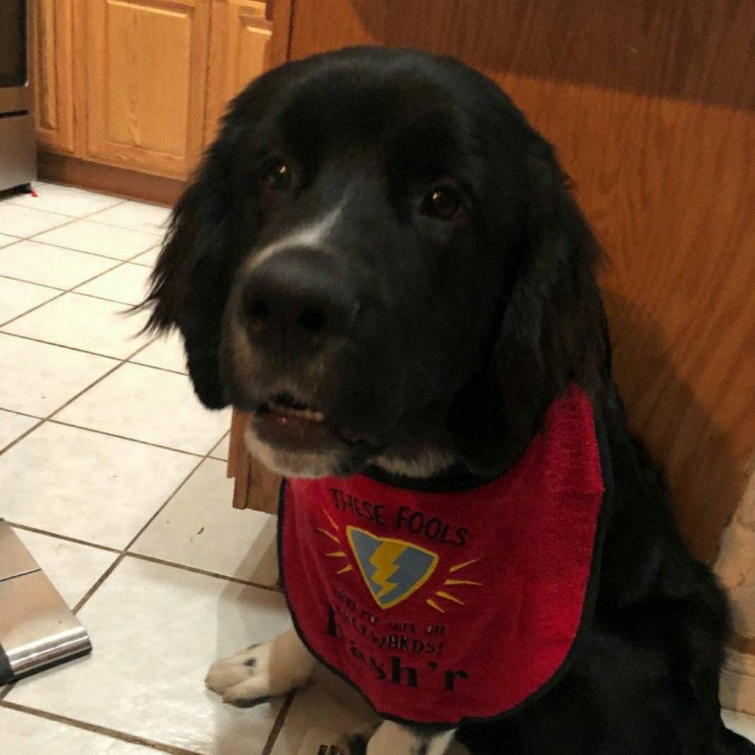 Large Breed Dog Bib: Absorbent Terry Towel, Newfoundland, St Bernard