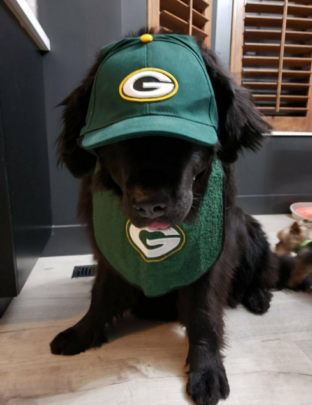 Custom Large Dog Bib: Terry Towel Drool Catcher, Newfoundland Breed