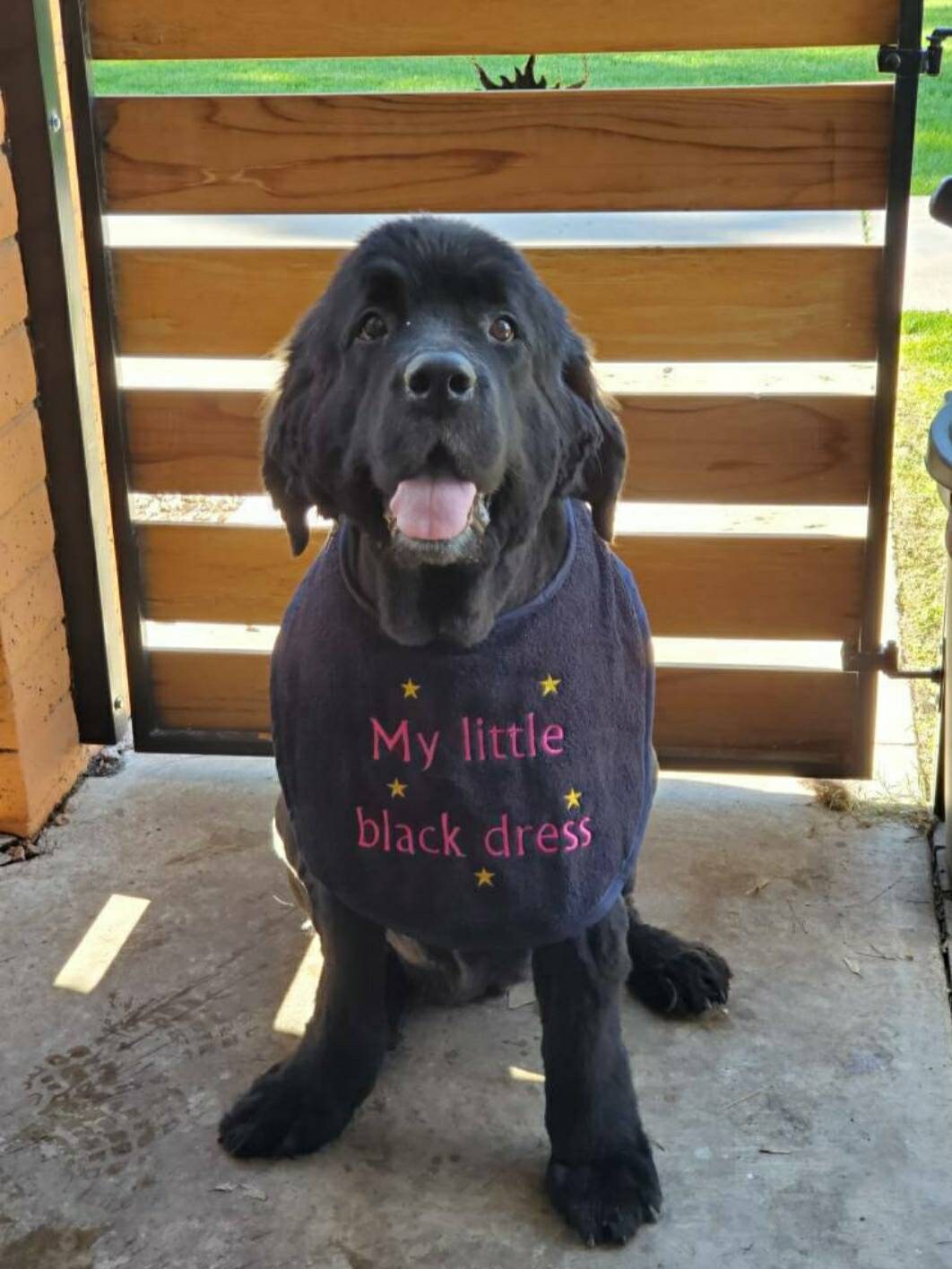 Large Breed Dog Bib: Absorbent Terry Towel, Custom Name Option