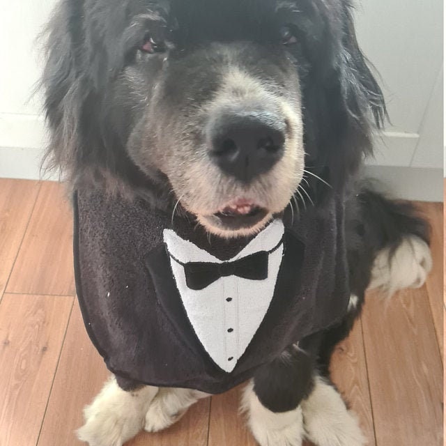 Tuxedo Dog Bib: Large Breed Drool Bib, Newfoundland St Bernard