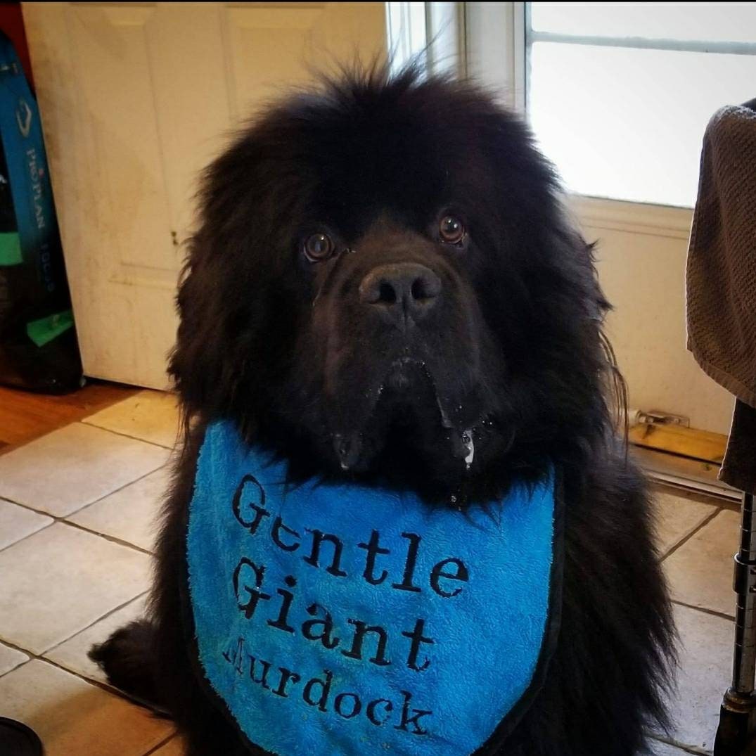 Large Breed Dog Bib: Absorbent Terry Towel, Newfoundland, St Bernard