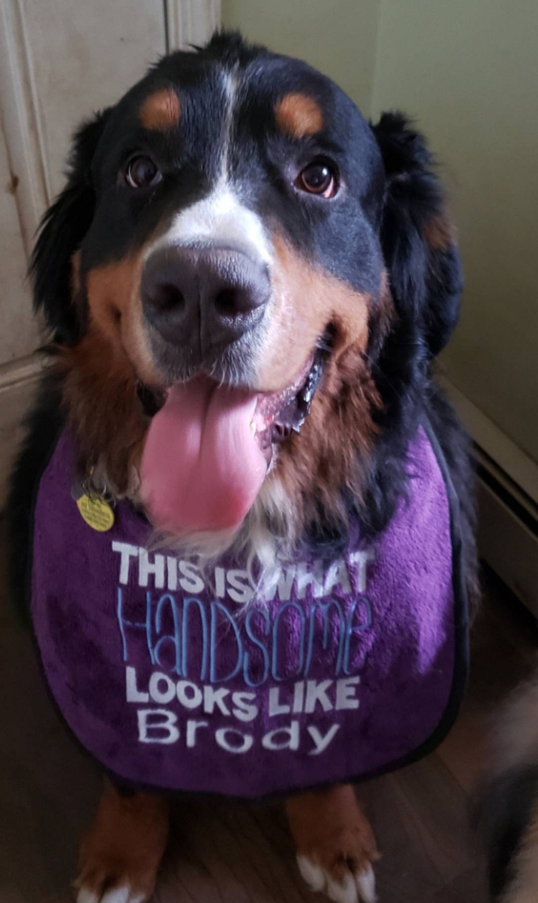 Large Breed Dog Bib: Terry Towel Drool Bib for Newfoundland