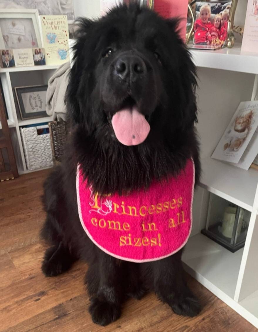 Large Breed Dog Bib: Terry Towel Slobber Bib for Newfoundland