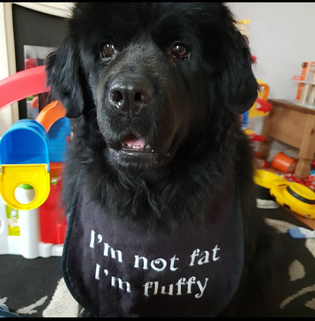 Large Breed Dog Bib: Absorbent Terry Towel, Newfoundland, Custom Option