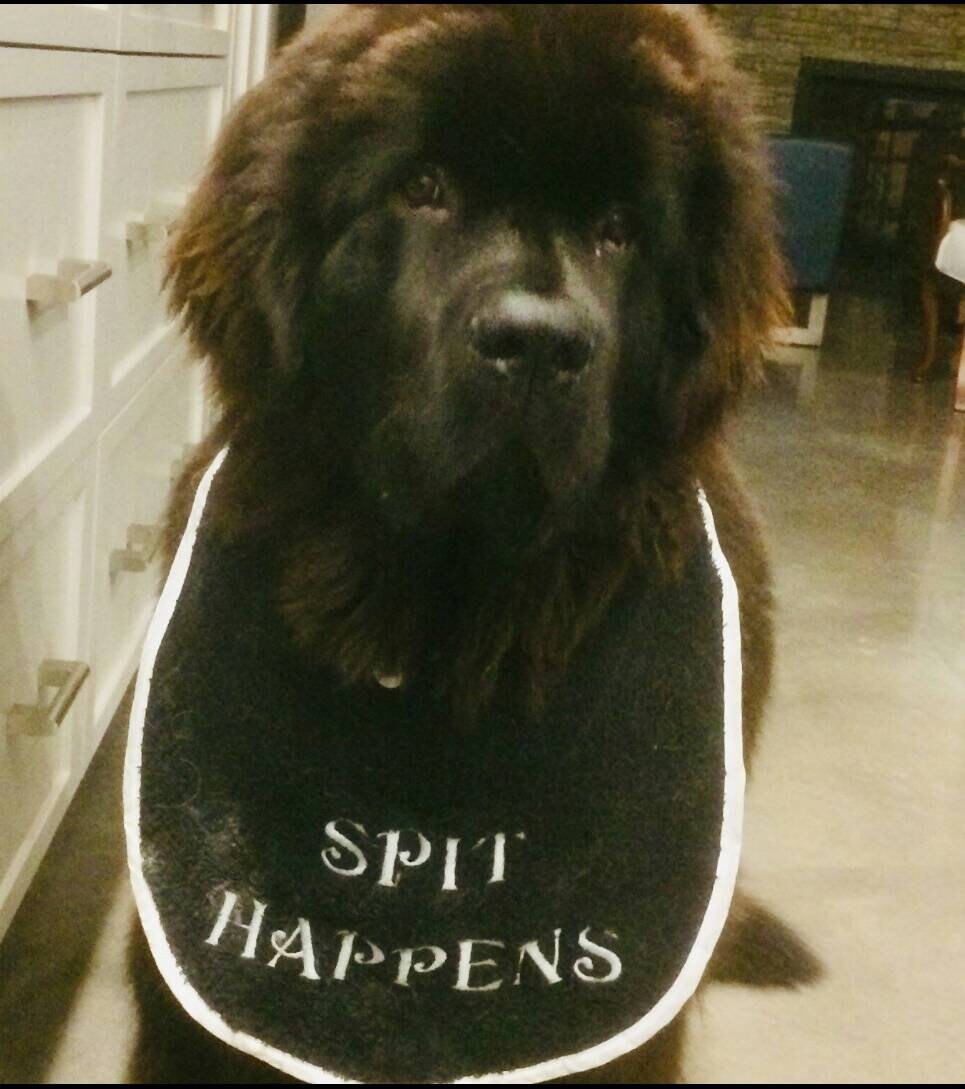 Personalized Large Breed Dog Bib: Absorbent Terry Towel, Slobber Drool Catcher