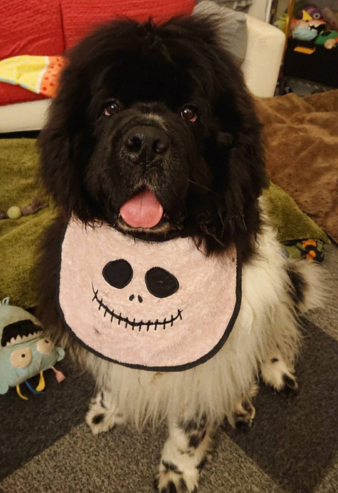 Large Breed Dog Bib: Absorbent Terry Towel, Newfoundland Drool Bib