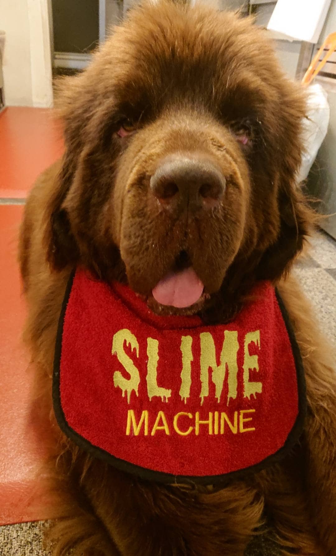 Large Breed Dog Bib: Terry Towel Drool Bib for Newfoundland