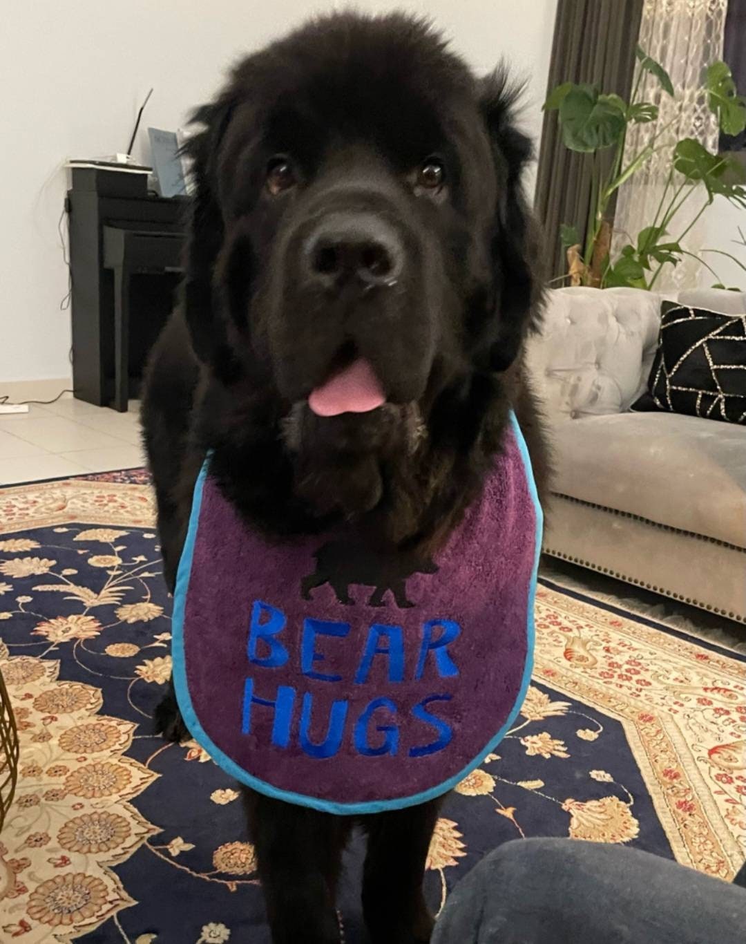 Large Breed Dog Bib: Absorbent Terry Towel, Newfoundland, St Bernard
