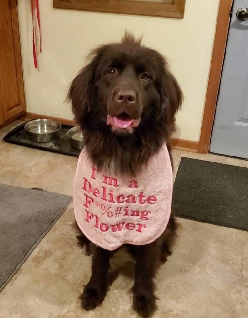 Large Breed Dog Bib: Absorbent Terry Towel, Newfoundland, St Bernard