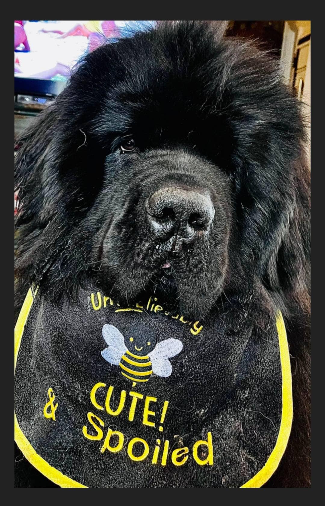 Large Breed Dog Bib: Absorbent Terry Towel, Newfoundland, St Bernard
