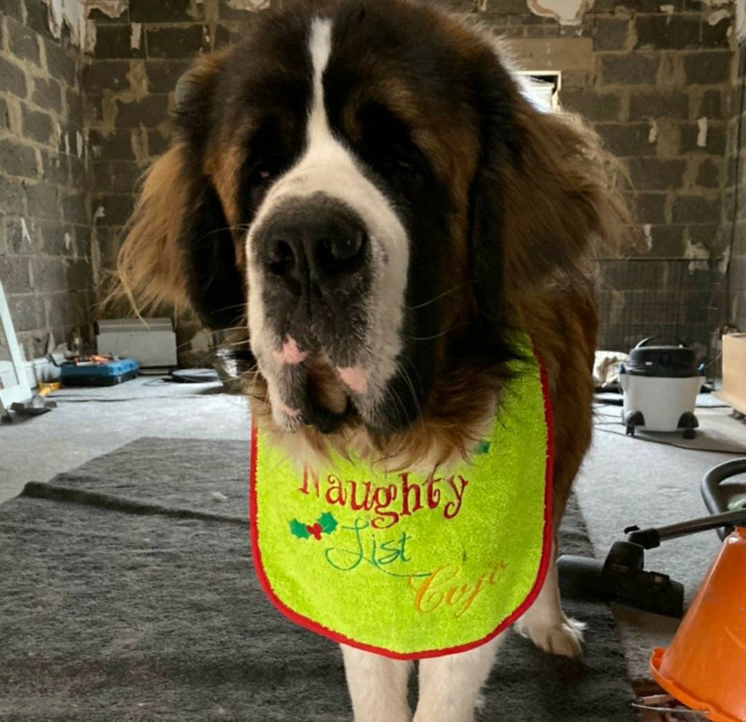 Large Breed Dog Bib: Absorbent Terry Towel, Newfoundland, St Bernard