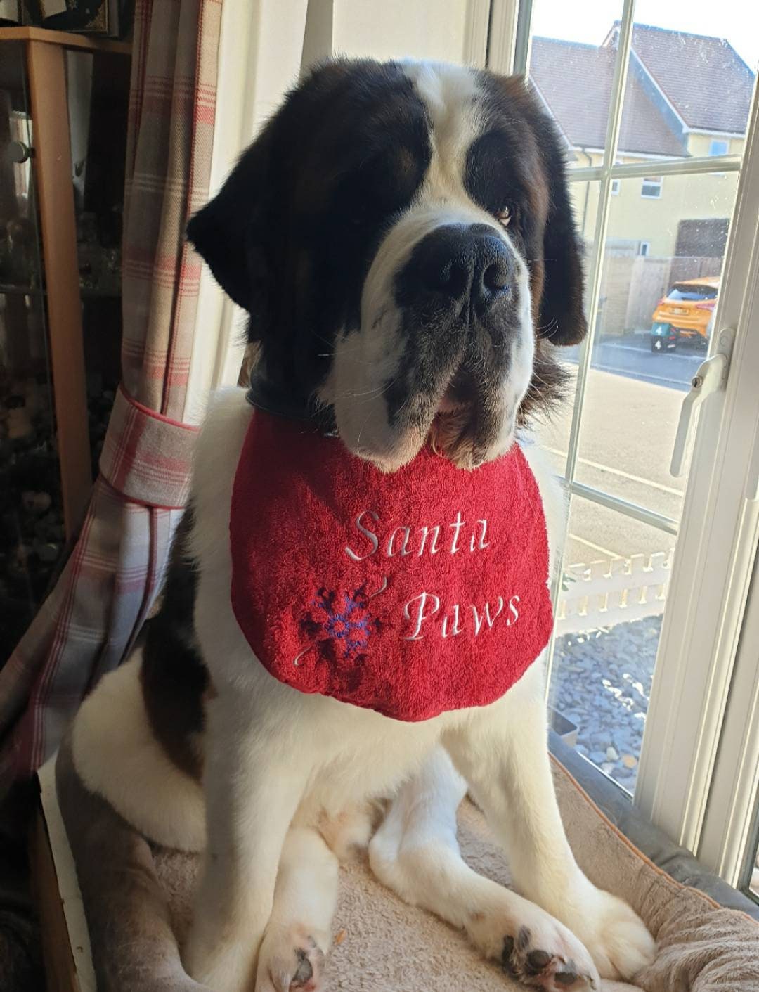 Large Breed Dog Bib: Absorbent Terry Towel, Newfoundland, St Bernard