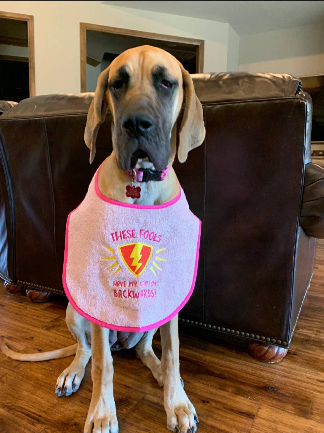 Large Breed Dog Bib: Absorbent Terry Towel, Newfoundland, St Bernard