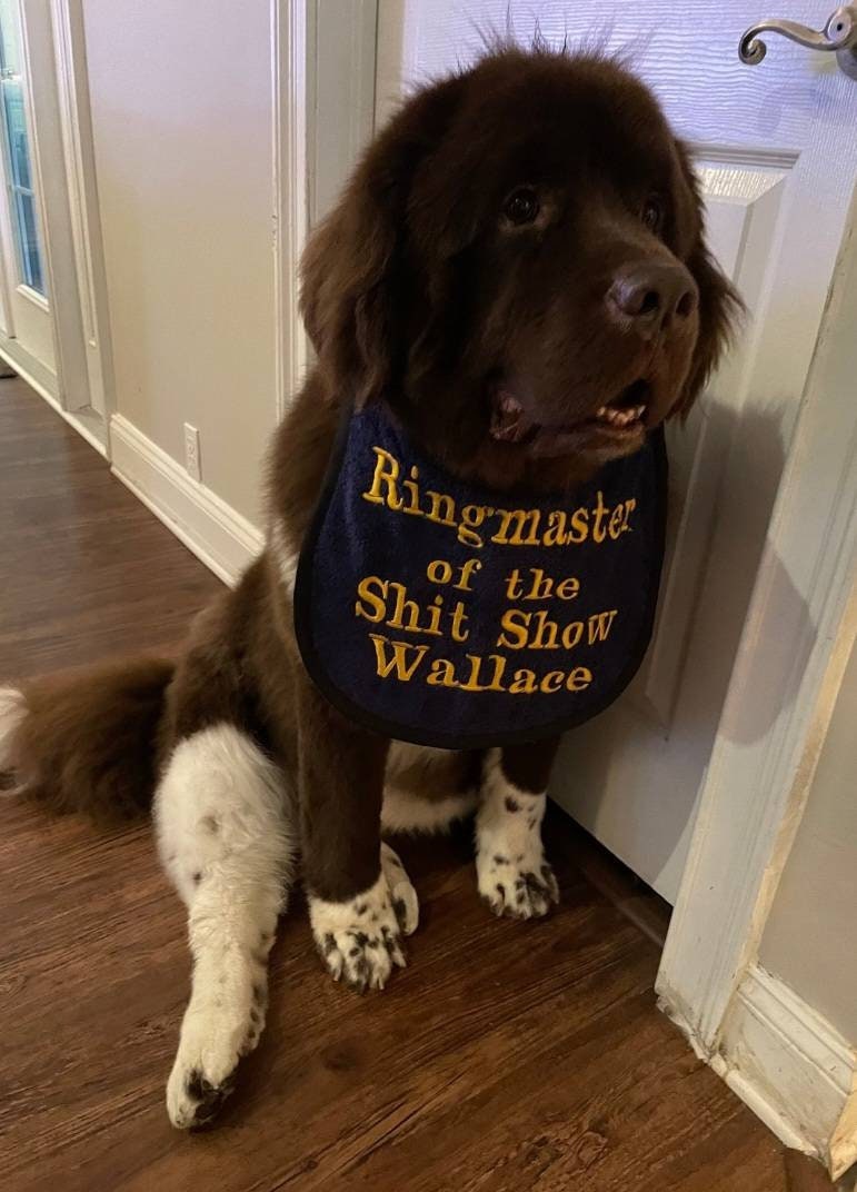 Large Breed Dog Bib: Absorbent Terry Towel, Newfoundland, St Bernard