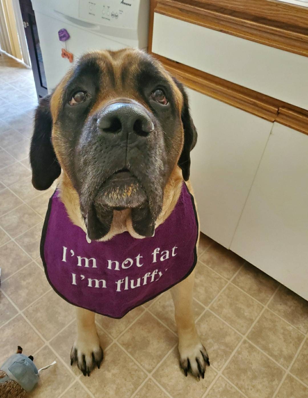 Large Breed Dog Bib: Absorbent Terry Towel, Newfoundland, Custom Option