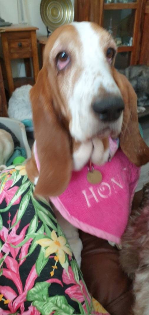Personalized Puppy Bib: Terry Towel Drool Bib - Large Breed, UK Made