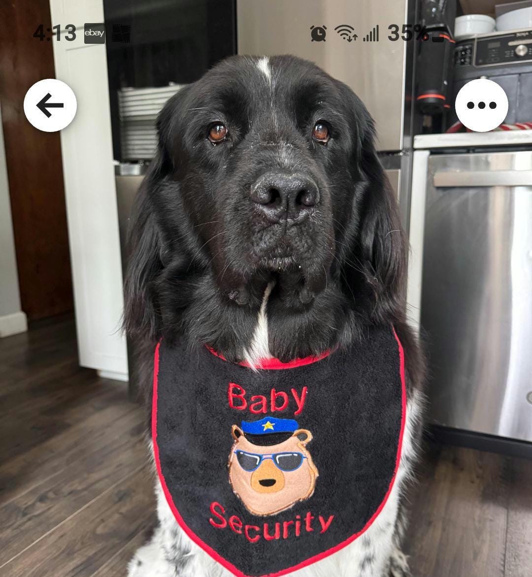 Personalized Large Dog Bib: Embroidered Glitter Terry Towel, Newfoundland Breed