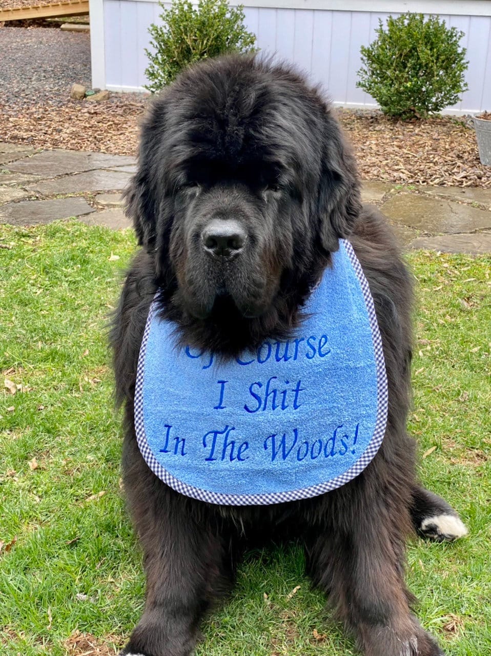Large Breed Dog Bib: Absorbent Terry Towel, Newfoundland, St Bernard