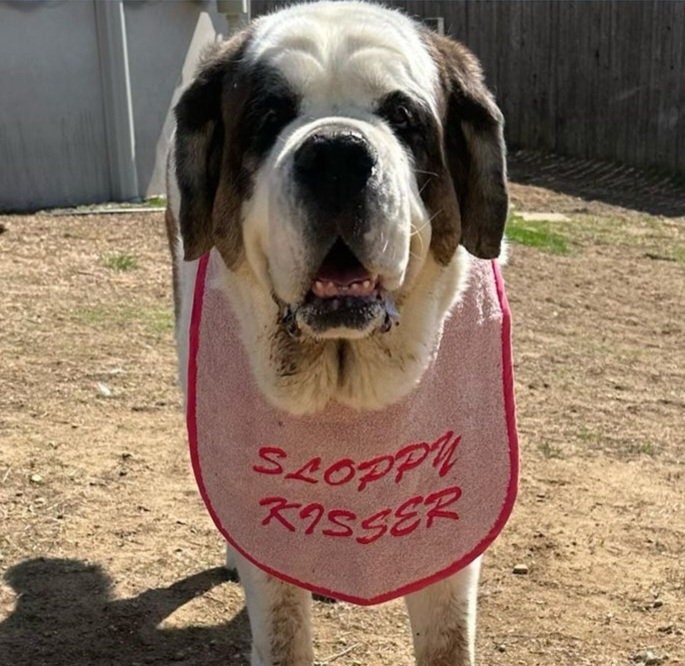 Large Breed Dog Bib: Absorbent Terry Towel, Newfoundland St Bernard