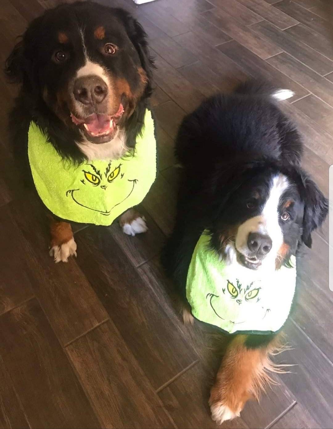 Large Dog Drool Bib: Terry Towel, Adjustable, Newfoundland Breed